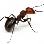 Ant 01